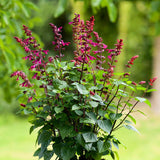 Salvia Salgoon Lake Flamingo, planta perena cu flori roz atragatoare si rezistenta la seceta