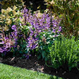 Salvia Salgoon Lake George, salvia perena albastru-violet, planta florifera rezistenta, pentru soare