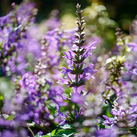 Salvia Salgoon Lake George, salvia perena albastru-violet, planta florifera rezistenta, pentru soare