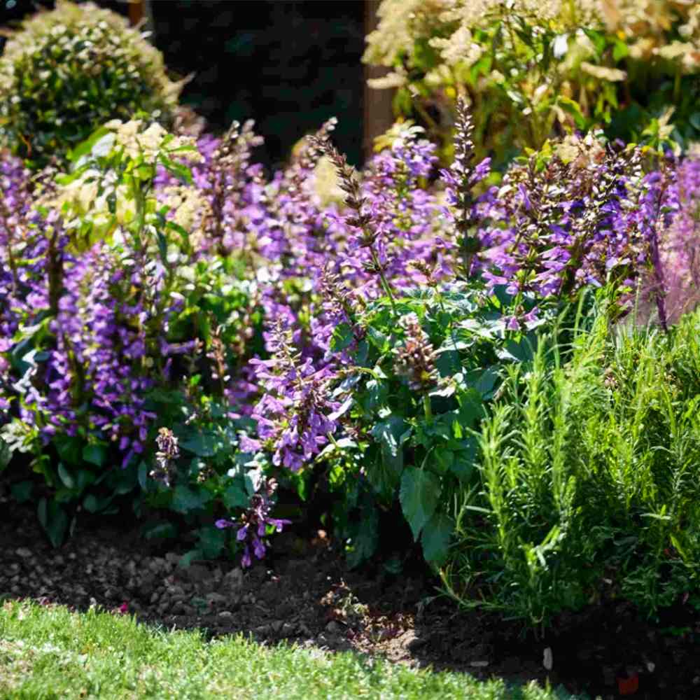 Salvia Salgoon Lake George, salvia perena albastru-violet, planta florifera rezistenta, pentru soare