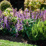 Salvia Salgoon Lake George, salvia perena albastru-violet, planta florifera rezistenta, pentru soare