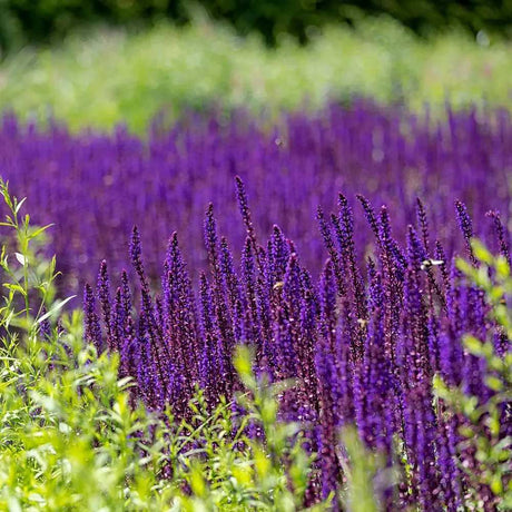Salvie de Padure Caradonna. cu flori albastre-mov si parfum intens, frunzis aromat, inflorire lunga