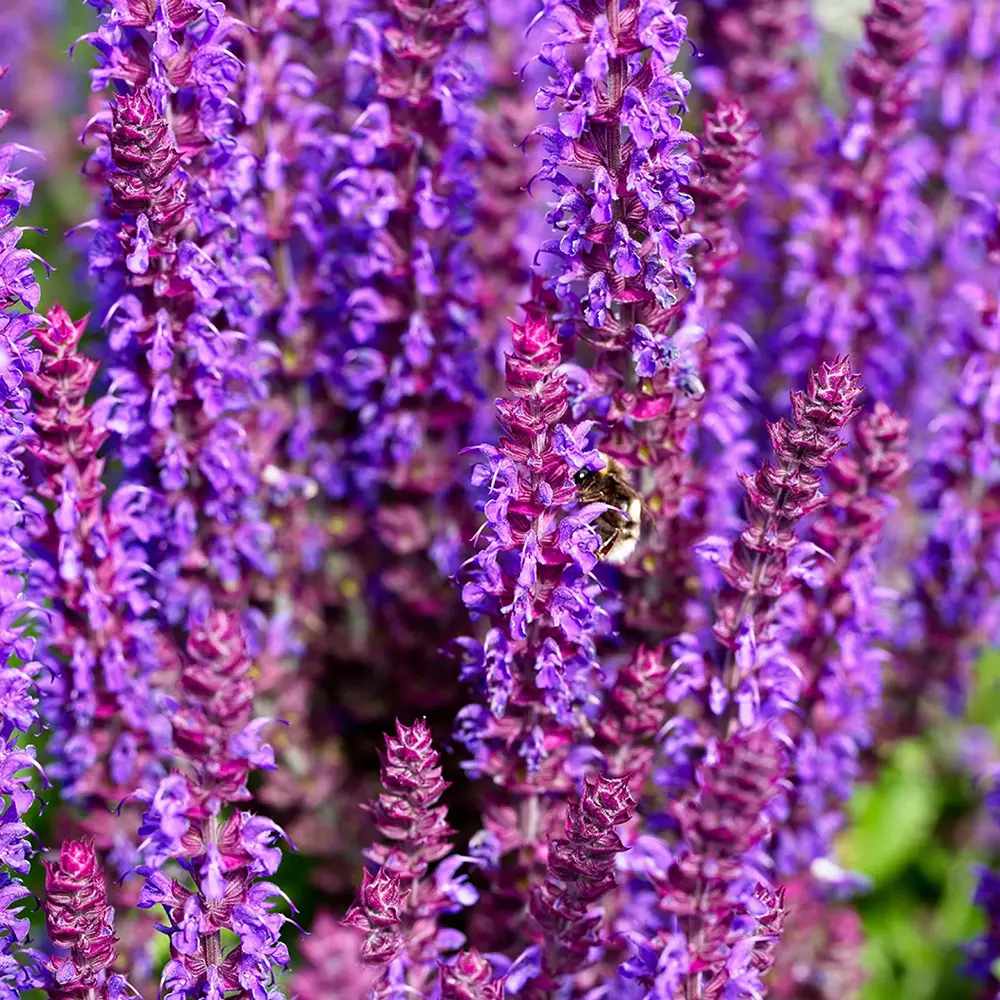 Salvie de Padure Caradonna. cu flori albastre-mov si parfum intens, frunzis aromat, inflorire lunga