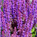 Salvie de Padure Caradonna. cu flori albastre-mov si parfum intens, frunzis aromat, inflorire lunga