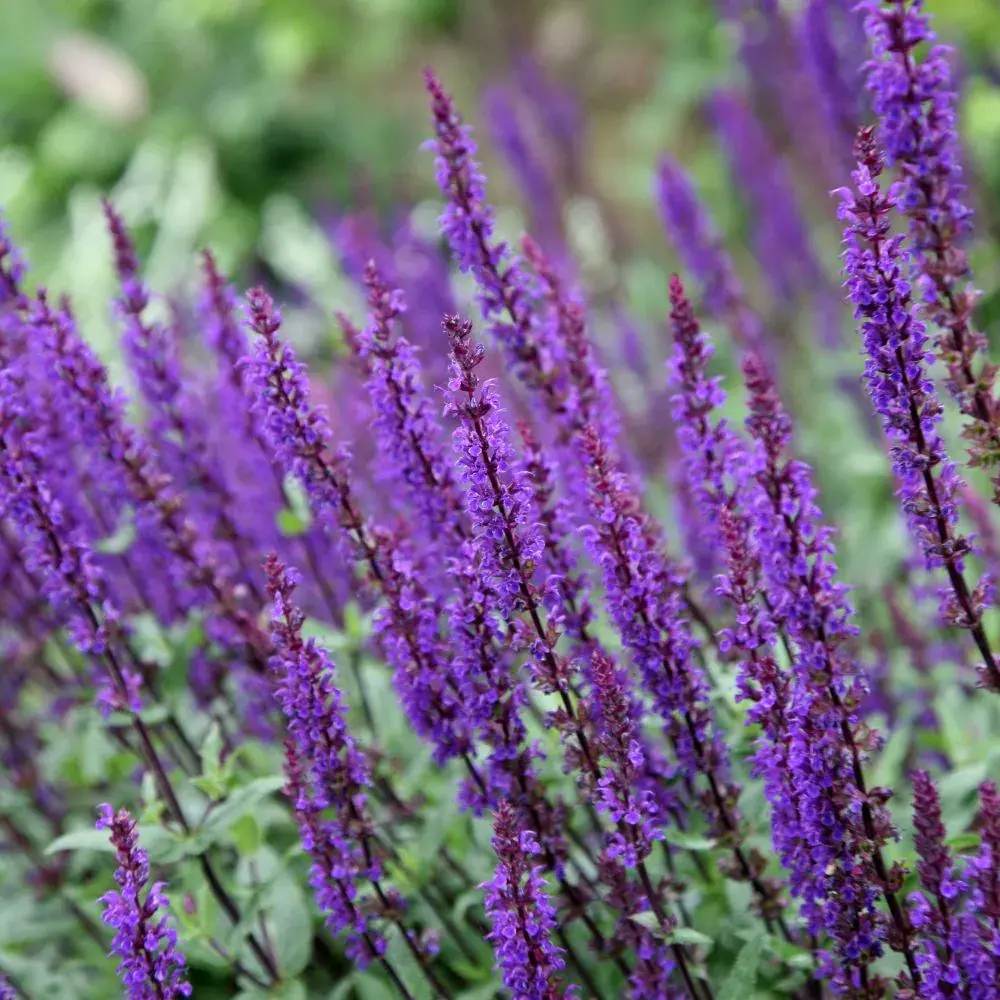 Salvie de Padure Caradonna. cu flori albastre-mov si parfum intens, frunzis aromat, inflorire lunga
