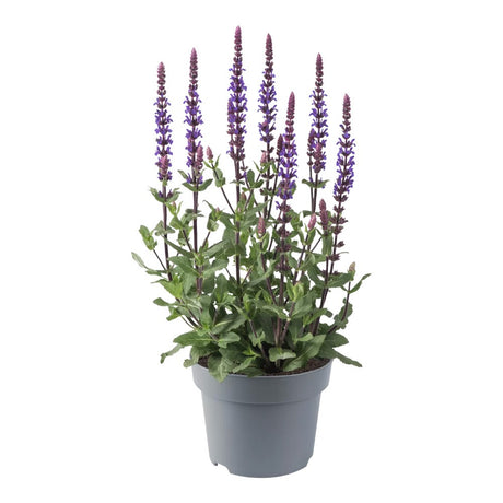 Salvie de Padure Caradonna. cu flori albastre-mov si parfum intens, frunzis aromat, inflorire lunga