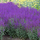 Salvie de Padure Caradonna. cu flori albastre-mov si parfum intens, frunzis aromat, inflorire lunga