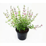 Salvia Hot Pink Jeremy, perena ornamentala, flori bicolore roz intens si alb, Inflorire lunga