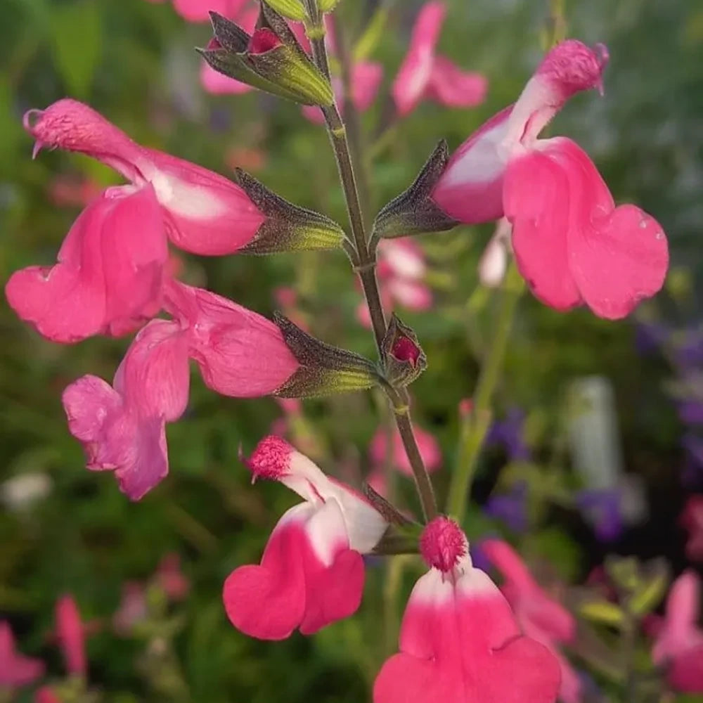 Salvia Hot Pink Jeremy, perena ornamentala, flori bicolore roz intens si alb, Inflorire lunga