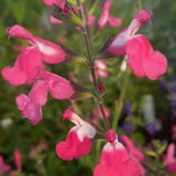 Salvia Hot Pink Jeremy, perena ornamentala, flori bicolore roz intens si alb, Inflorire lunga