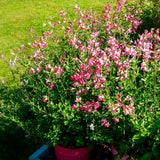 Salvia Hot Pink Jeremy, perena ornamentala, flori bicolore roz intens si alb, Inflorire lunga
