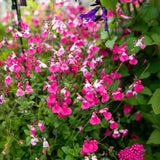 Salvia Hot Pink Jeremy, perena ornamentala, flori bicolore roz intens si alb, Inflorire lunga