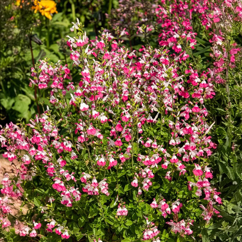 Salvia Hot Pink Jeremy, perena ornamentala, flori bicolore roz intens si alb, Inflorire lunga