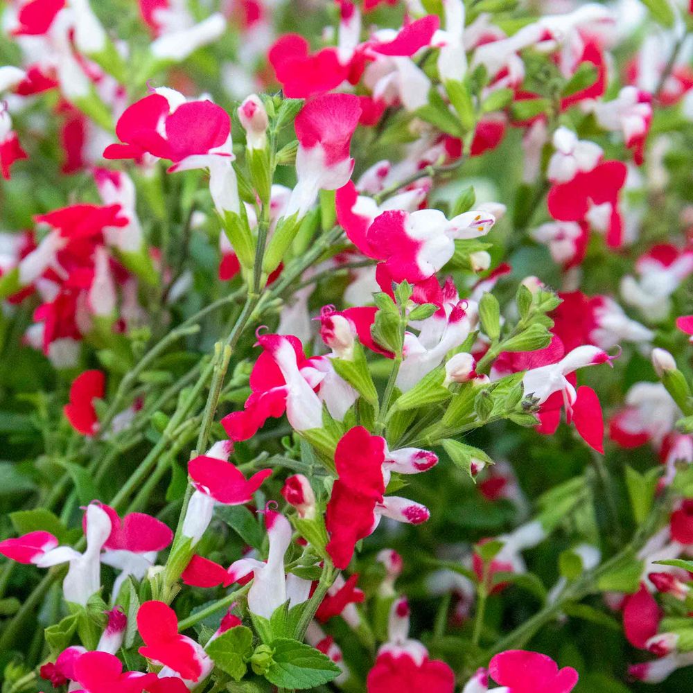 Salvie Hot Lips, planta perena decorativa, cu flori bicolore alb-rosu