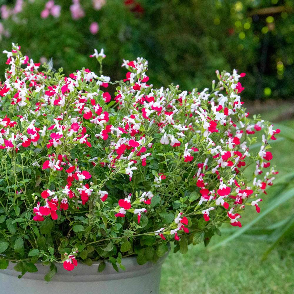 Salvie Hot Lips, planta perena decorativa, cu flori bicolore alb-rosu