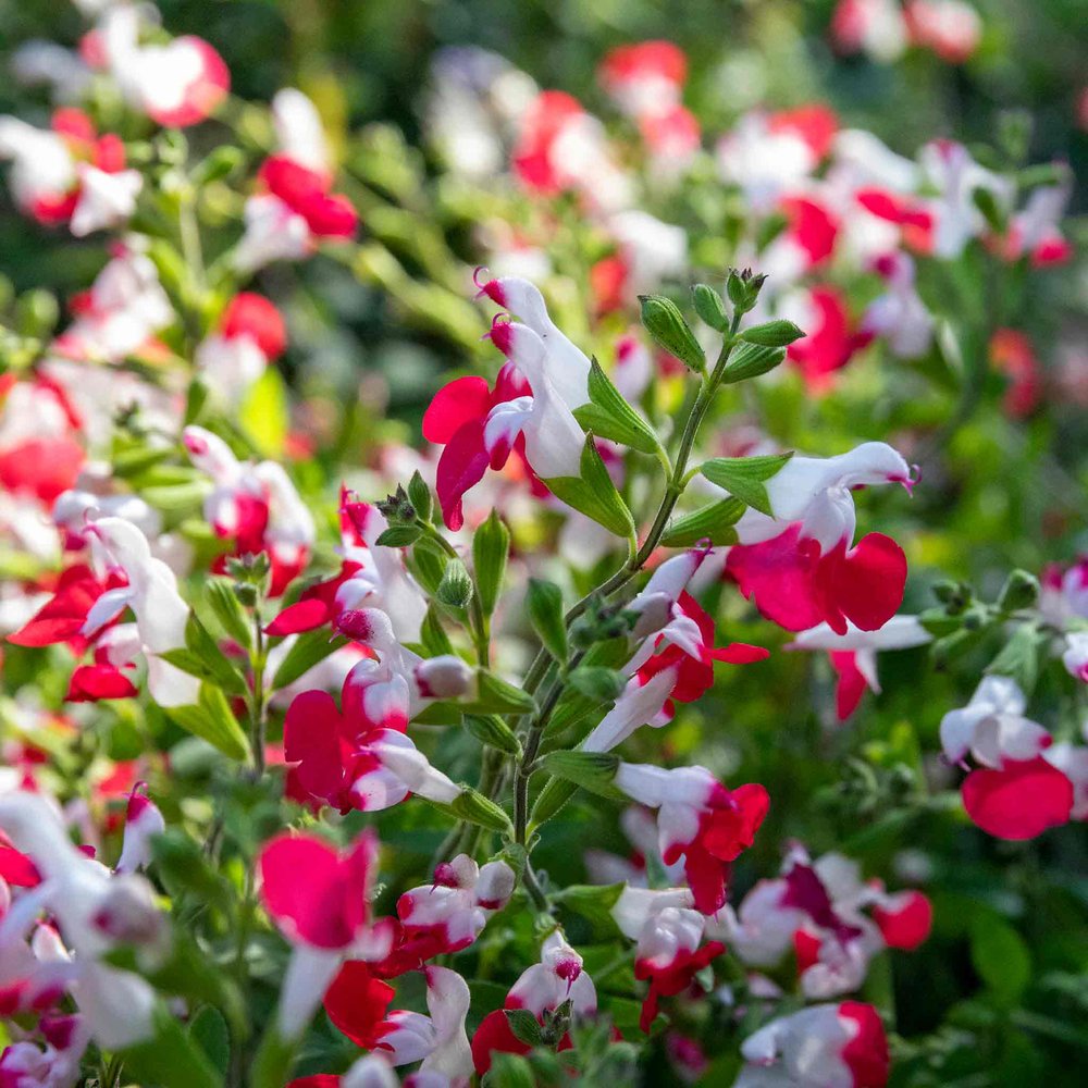 Salvie Hot Lips, planta perena decorativa, cu flori bicolore alb-rosu