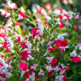 Salvie Hot Lips, planta perena decorativa, cu flori bicolore alb-rosu