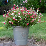 Salvie Hot Lips, planta perena decorativa, cu flori bicolore alb-rosu