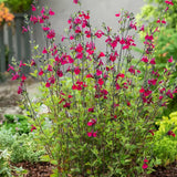 Salvia greggii 'Cherry Lips' - arbust decorativ, flori bicolore, atrage albine, rezistent la seceta