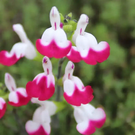 Salvia greggii 'Cherry Lips' - arbust decorativ, flori bicolore, atrage albine, rezistent la seceta