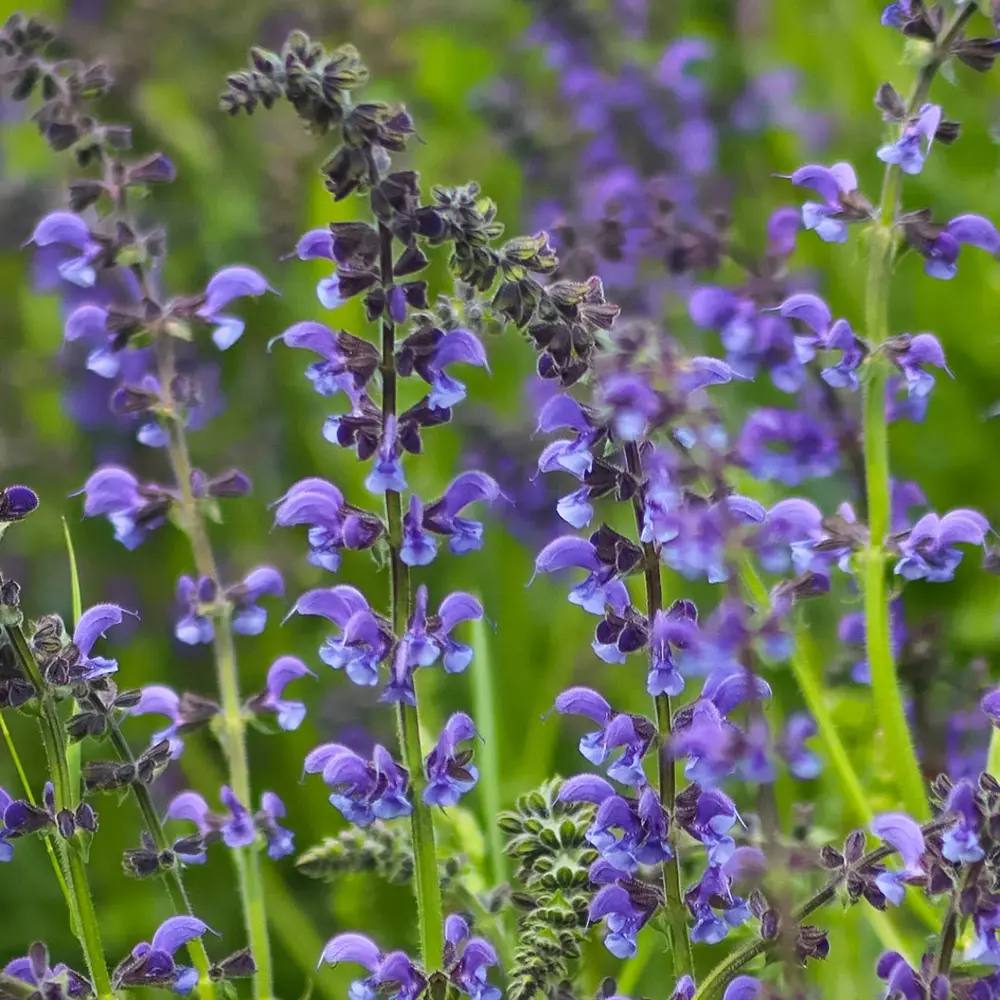 Salvie microphylla Blue Note, planta perena cu flori albastru Intens, Inflorire Indelungata