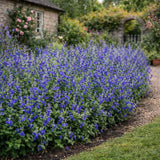 Salvie microphylla Blue Note, planta perena cu flori albastru Intens, Inflorire Indelungata
