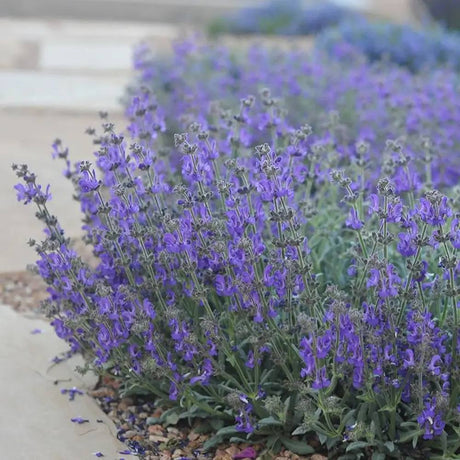 Salvie microphylla Blue Note, planta perena cu flori albastru Intens, Inflorire Indelungata