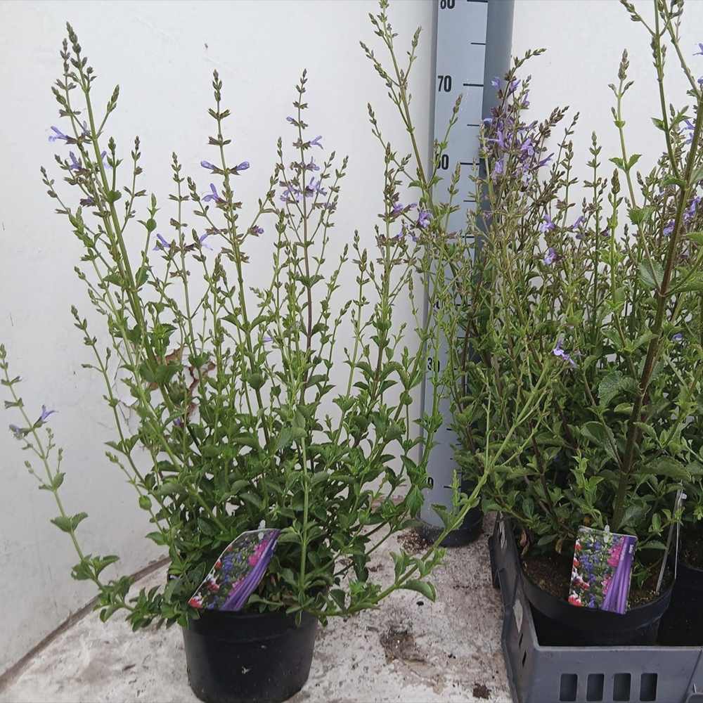 Salvie microphylla Blue Note, planta perena cu flori albastru Intens, Inflorire Indelungata
