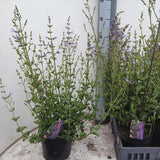 Salvie microphylla Blue Note, planta perena cu flori albastru Intens, Inflorire Indelungata