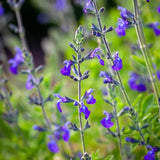 Salvie microphylla Blue Note, planta perena cu flori albastru Intens, Inflorire Indelungata