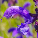 Salvie microphylla Blue Note, planta perena cu flori albastru Intens, Inflorire Indelungata