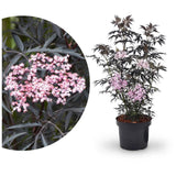Soc Negru Sambucus Black Lace, frunze rosii-inchise, flori parfumate, fructe negre comestibile