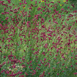 Piperul de gradina/Burnet Mare (Sanguisorba officinalis), iarba perena medicinala si ornamentala, spice rosii-inchis