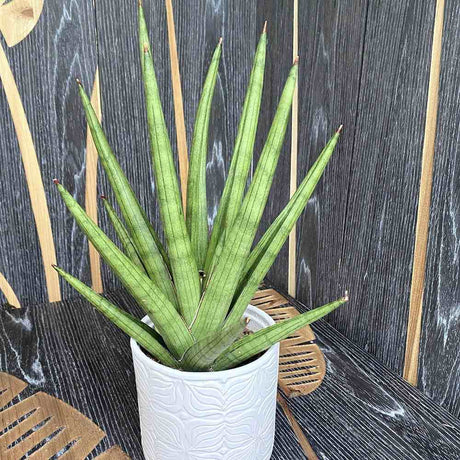 Sansevieria (Limba Soacrei) Handshake - 45 cm