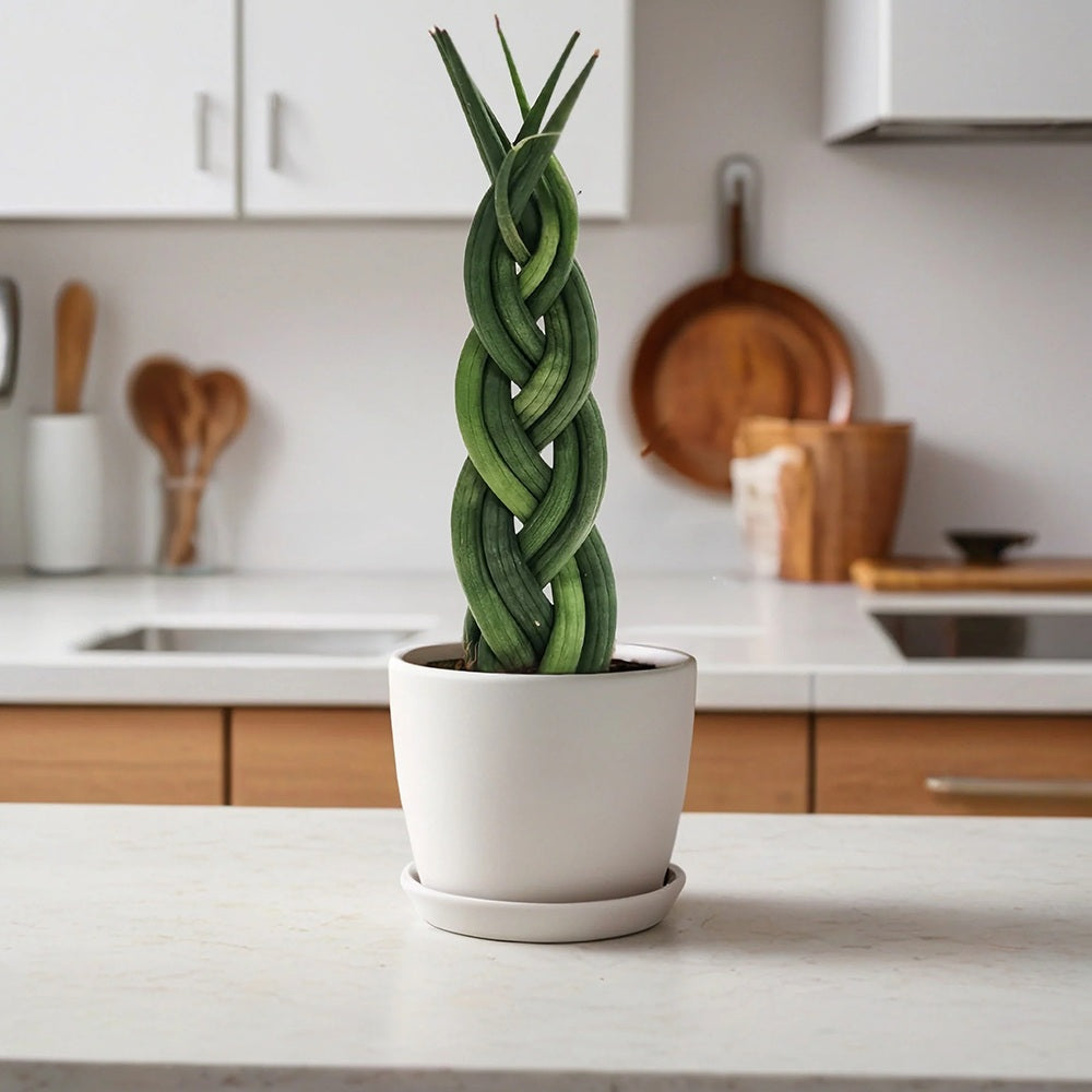 Sansevieria (Limba Soacrei) Impletita - 35 cm