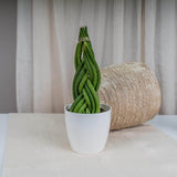 Sansevieria (Limba Soacrei) Impletita - 35 cm