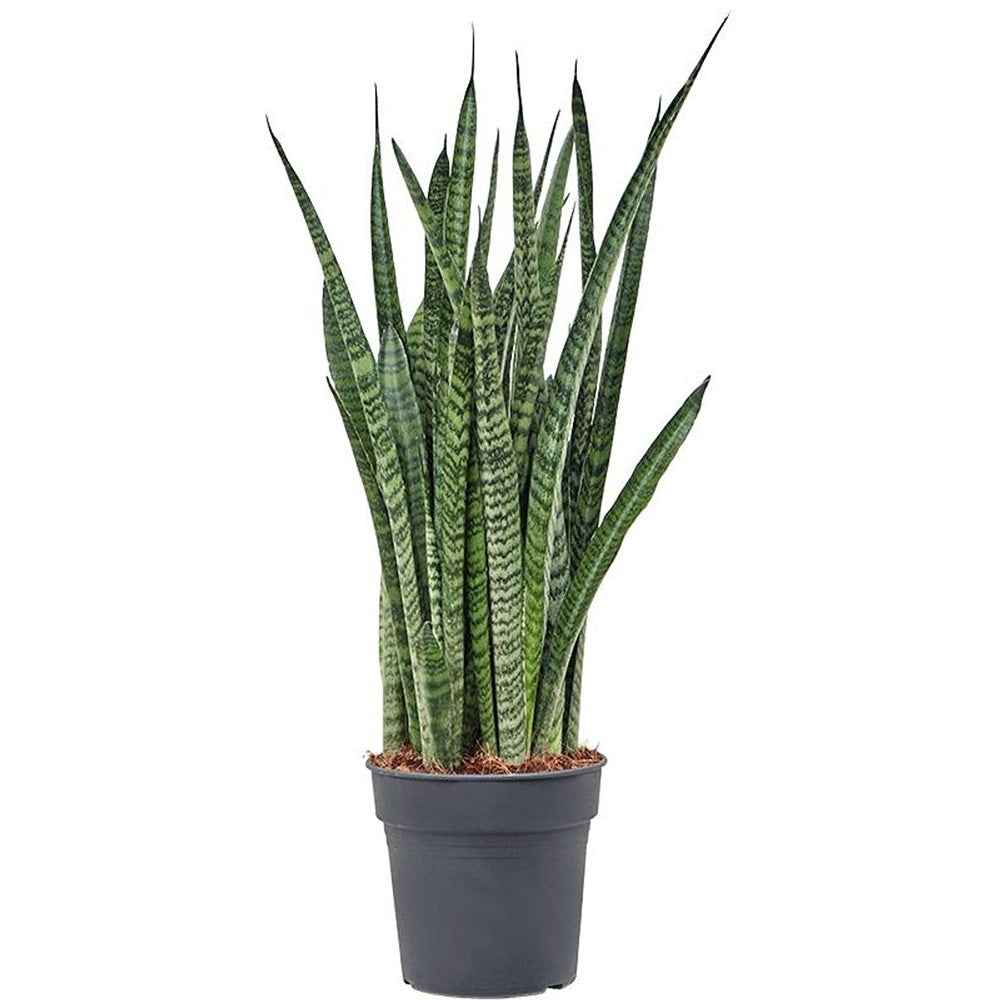 Sansevieria (limba soacrei) Zeylanica - 80 cm | Verdena – VERDENA