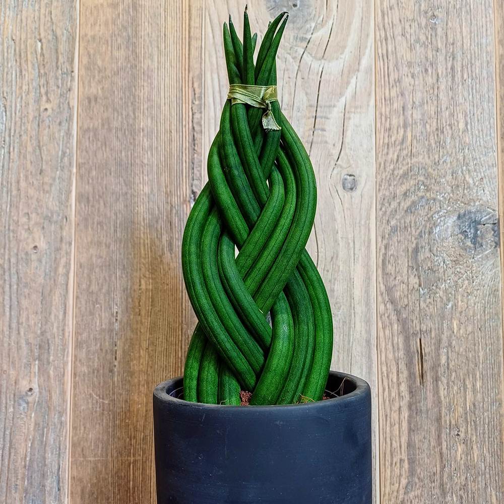 Sansevieria (Limba Soacrei) Impletita - 35 cm