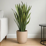 Sansevieria (Limba Soacrei) Laurentii, planta de interior purificatoare de aer, frunze verzi cu margini galbene elegante, ingrijire foatre usoara - 90-100 cm