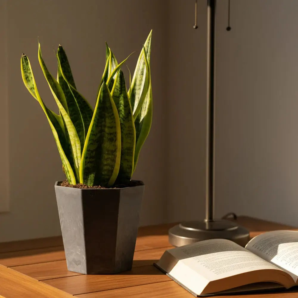 Sansevieria (Limba Soacrei) Futura Superba, frunze verzi cu margini galbene, planta de interior rezistenta si purificatoare de aer - 40 cm