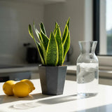 Sansevieria (Limba Soacrei) Futura Superba, frunze verzi cu margini galbene, planta de interior rezistenta si purificatoare de aer - 40 cm
