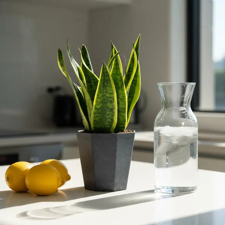 Sansevieria (Limba Soacrei) Futura Superba, frunze verzi cu margini galbene, planta de interior rezistenta si purificatoare de aer - 40 cm