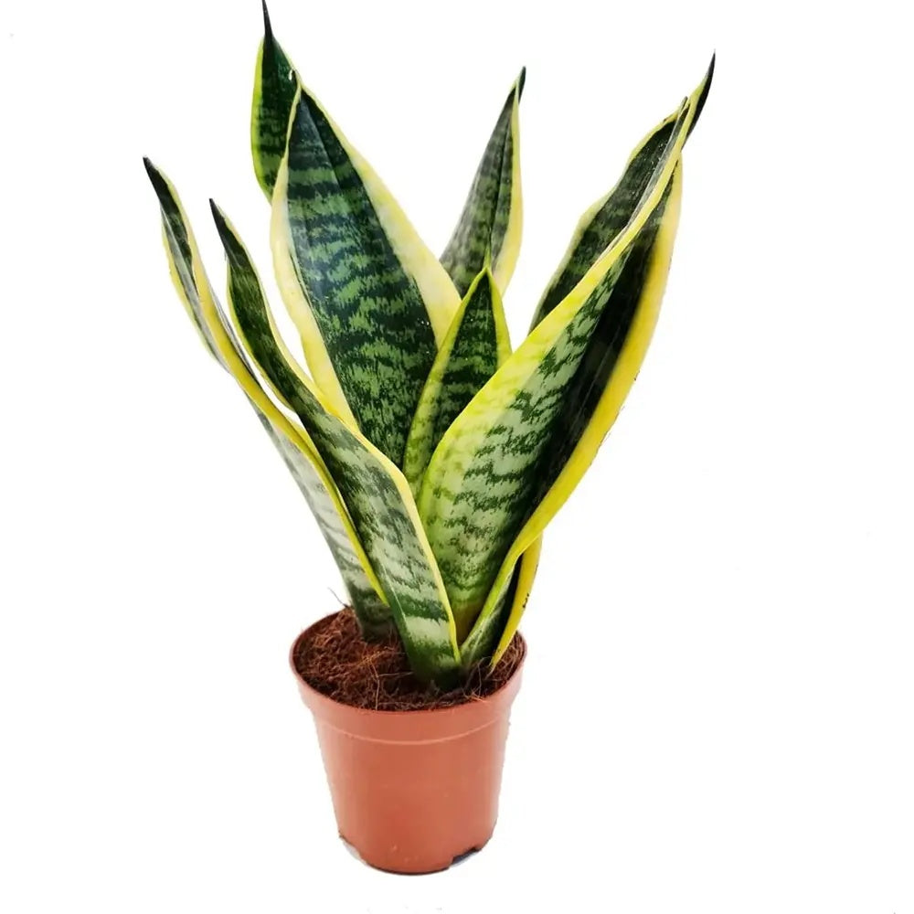 Sansevieria (Limba Soacrei) Futura Superba, frunze verzi cu margini galbene, planta de interior rezistenta si purificatoare de aer - 40 cm