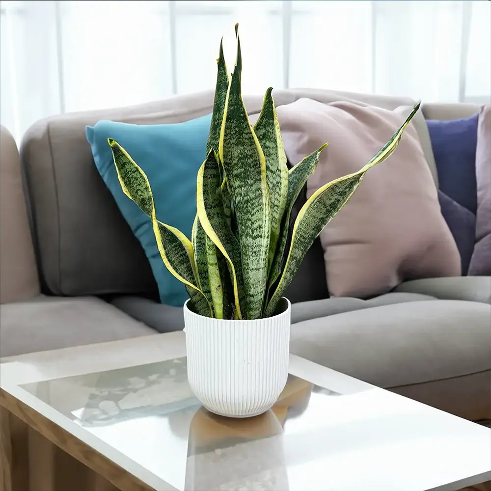 Sansevieria (Limba Soacrei) Futura Superba, frunze verzi cu margini galbene, planta de interior rezistenta si purificatoare de aer - 40 cm