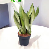 Sansevieria (Limba Soacrei) Moonshine, frunze argintii verzi deschise, planta de interior eleganta si purificatoare de aer, 35 cm