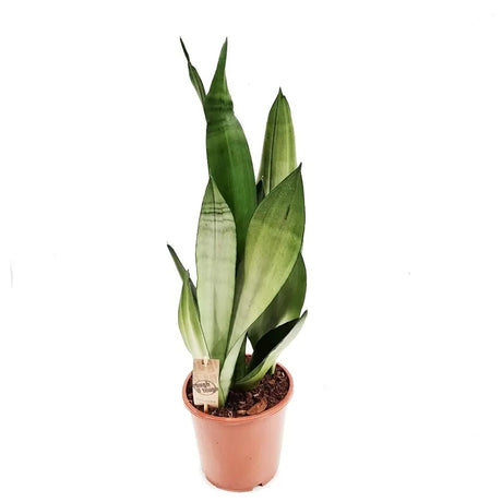 Sansevieria (Limba Soacrei) Moonshine, frunze argintii verzi deschise, planta de interior eleganta si purificatoare de aer, 35 cm