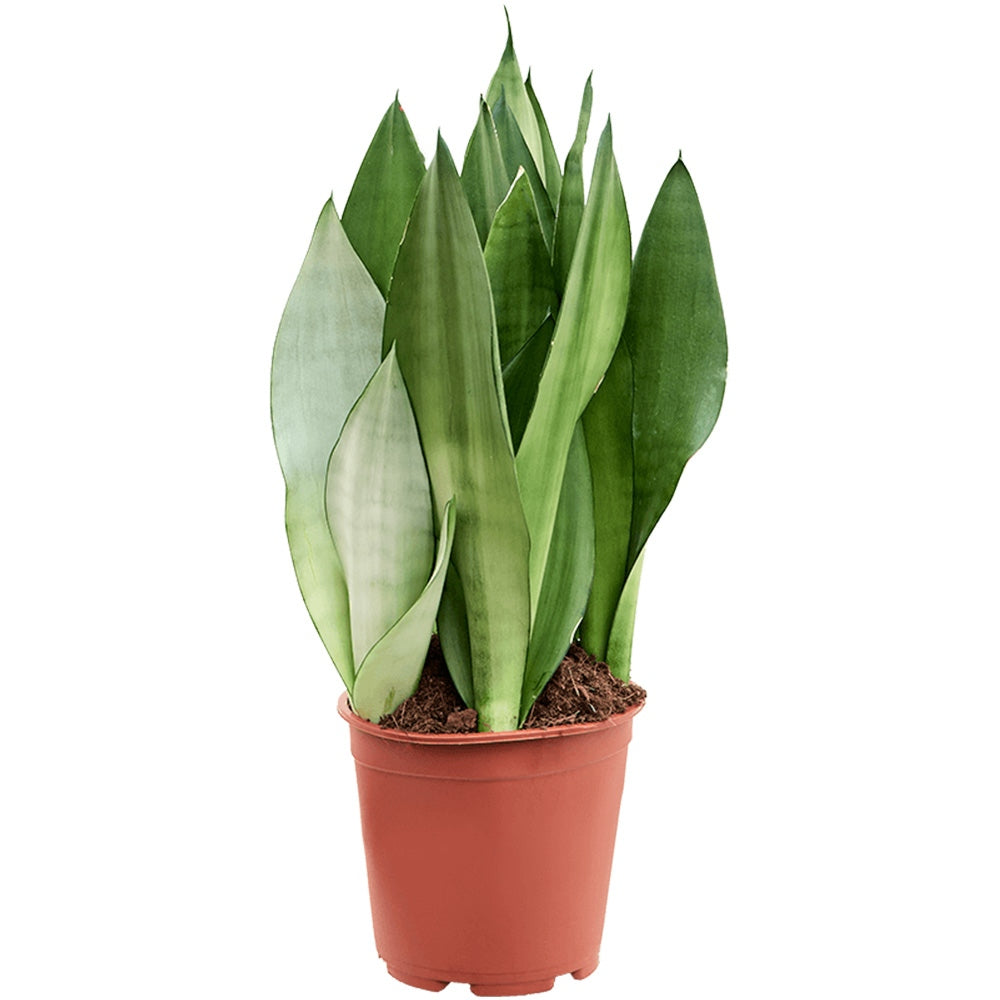 Sansevieria (Limba Soacrei) Moonshine, frunze argintii verzi deschise, planta de interior eleganta si purificatoare de aer - 60 cm