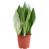 Sansevieria (Limba Soacrei) Moonshine, frunze argintii verzi deschise, planta de interior eleganta si purificatoare de aer - 60 cm