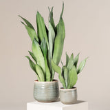 Sansevieria (Limba Soacrei) Moonshine, frunze argintii verzi deschise, planta de interior eleganta si purificatoare de aer - 60 cm