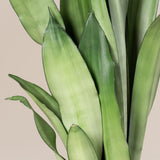 Sansevieria (Limba Soacrei) Moonshine, frunze argintii verzi deschise, planta de interior eleganta si purificatoare de aer - 60 cm